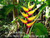 Heliconia bihai 'Golden Pheasant'